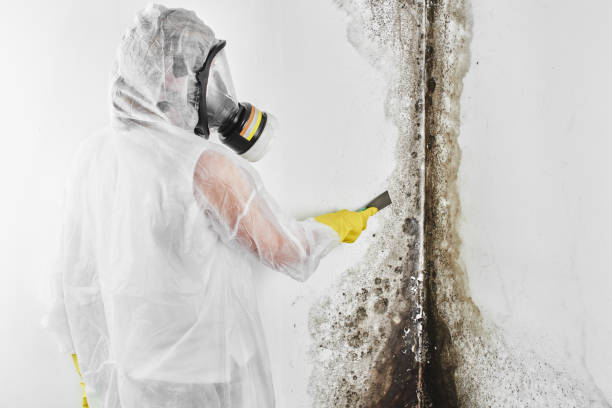 Best Post-Flood Mold Remediation in Warsaw, VA