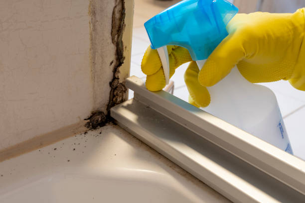 Best Bathroom Mold Remediation in Warsaw, VA