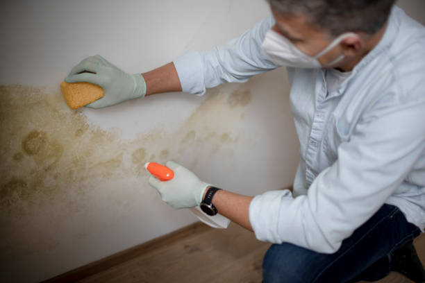 Best Mold Testing and Inspection Services in Warsaw, VA