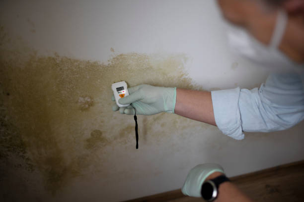 Best Mold Remediation for Specific Building Types in Warsaw, VA